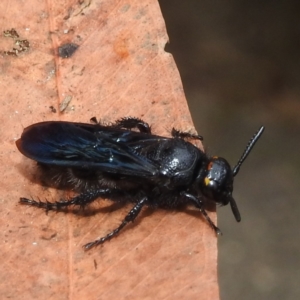 Scoliidae sp. (family) at Acton, ACT - 20 Apr 2023