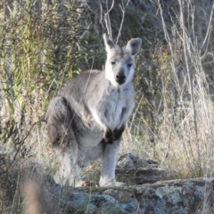 Osphranter robustus robustus (Eastern Wallaroo) at Molonglo Valley, ACT - 18 Apr 2023 by HelenCross