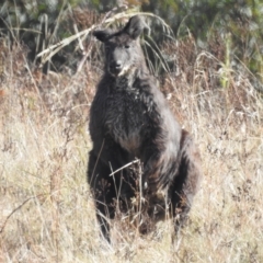 Osphranter robustus robustus (Eastern Wallaroo) at Molonglo Valley, ACT - 14 Apr 2023 by HelenCross