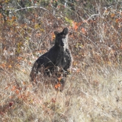 Osphranter robustus robustus at Molonglo Valley, ACT - 15 Apr 2023