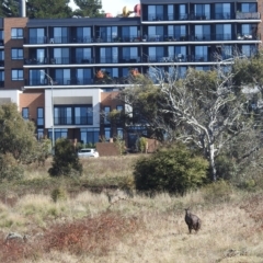 Osphranter robustus at Molonglo Valley, ACT - 15 Apr 2023