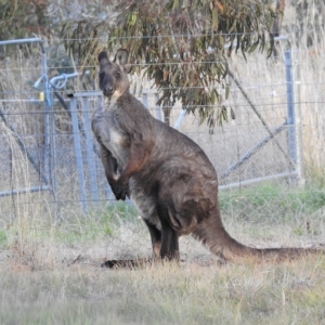 Osphranter robustus robustus at Paddys River, ACT - 16 Apr 2023