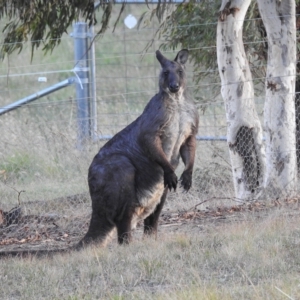 Osphranter robustus robustus at Paddys River, ACT - 16 Apr 2023