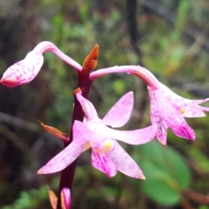 Dipodium roseum at Paddys River, ACT - 20 Apr 2023