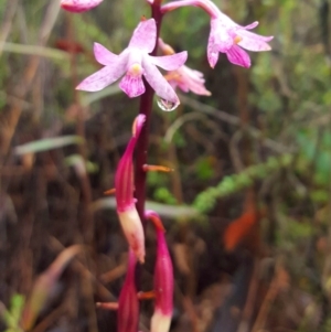 Dipodium roseum at Paddys River, ACT - 20 Apr 2023