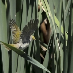 Ptilotula penicillata at Fyshwick, ACT - 27 Feb 2023