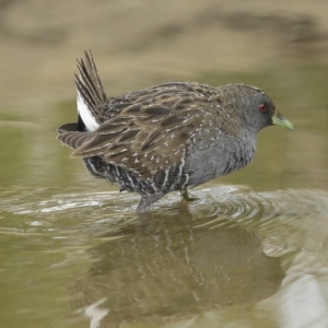 Porzana fluminea at Holt, ACT - 21 Mar 2023