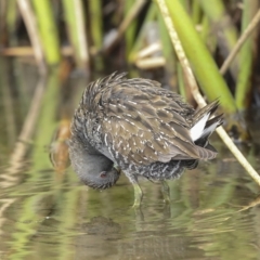 Porzana fluminea at Holt, ACT - 21 Mar 2023