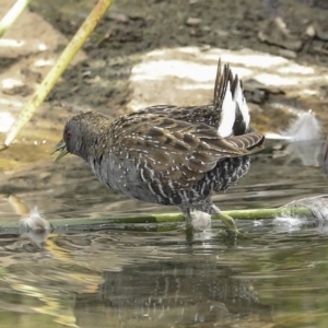 Porzana fluminea at Holt, ACT - 21 Mar 2023