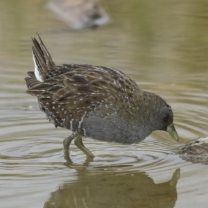 Porzana fluminea at Holt, ACT - 21 Mar 2023