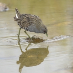 Porzana fluminea at Holt, ACT - 21 Mar 2023