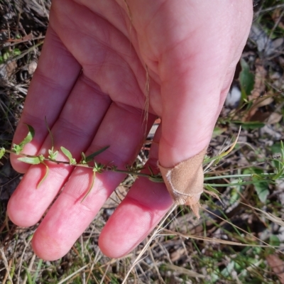 Wahlenbergia sp. (Bluebell) at Bungendore, NSW - 18 Apr 2023 by clarehoneydove