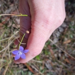 Wahlenbergia sp. at Bungendore, NSW - suppressed