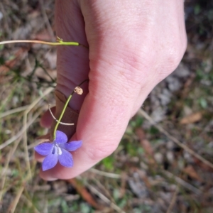 Wahlenbergia sp. at Bungendore, NSW - 18 Apr 2023