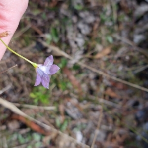 Wahlenbergia sp. at Bungendore, NSW - suppressed