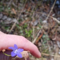 Wahlenbergia sp. at Bungendore, NSW - 18 Apr 2023