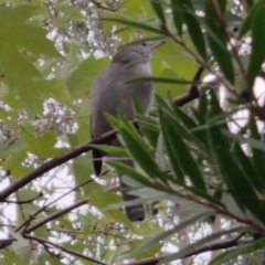 Colluricincla harmonica (Grey Shrikethrush) at Bungendore, NSW - 20 Apr 2023 by clarehoneydove