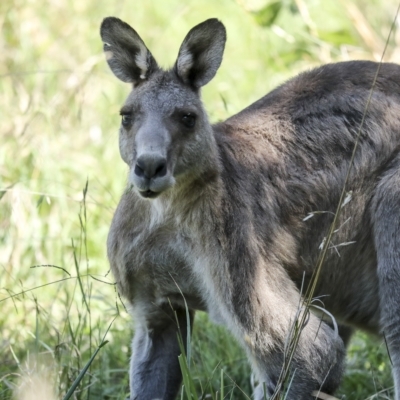 Macropus giganteus (Eastern Grey Kangaroo) at Jerrabomberra Wetlands - 27 Feb 2023 by AlisonMilton