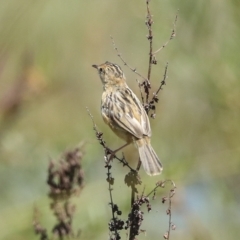 Cisticola exilis (Golden-headed Cisticola) at Fyshwick, ACT - 27 Feb 2023 by AlisonMilton