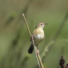 Cisticola exilis at Fyshwick, ACT - 27 Feb 2023