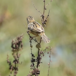 Cisticola exilis at Fyshwick, ACT - 27 Feb 2023