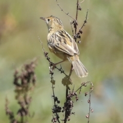 Cisticola exilis at Fyshwick, ACT - 27 Feb 2023 01:43 PM