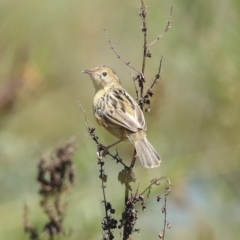 Cisticola exilis at Fyshwick, ACT - 27 Feb 2023