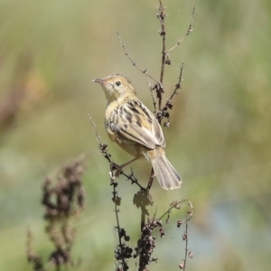 Cisticola exilis at Fyshwick, ACT - 27 Feb 2023 01:43 PM