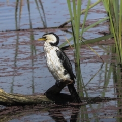 Microcarbo melanoleucos (Little Pied Cormorant) at Fyshwick, ACT - 26 Feb 2023 by AlisonMilton