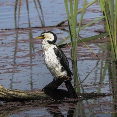 Microcarbo melanoleucos (Little Pied Cormorant) at Jerrabomberra Wetlands - 26 Feb 2023 by AlisonMilton