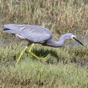 Egretta novaehollandiae at Fyshwick, ACT - 27 Feb 2023