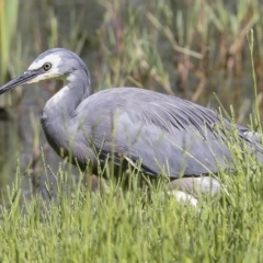 Egretta novaehollandiae at Fyshwick, ACT - 27 Feb 2023