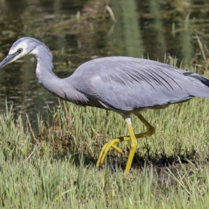 Egretta novaehollandiae at Fyshwick, ACT - 27 Feb 2023