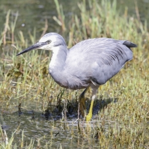 Egretta novaehollandiae at Fyshwick, ACT - 27 Feb 2023