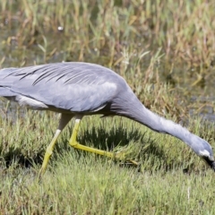 Egretta novaehollandiae at Fyshwick, ACT - 27 Feb 2023