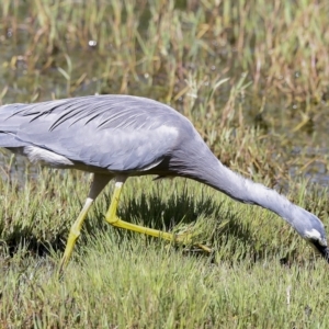 Egretta novaehollandiae at Fyshwick, ACT - 27 Feb 2023