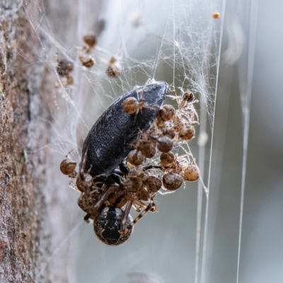 Cryptachaea veruculata (Diamondback comb-footed spider) at Higgins Woodland - 1 Apr 2023 by Untidy