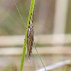 Hednota species near grammellus (Pyralid or snout moth) at Higgins Woodland - 1 Apr 2023 by Untidy