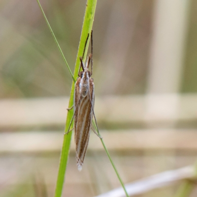 Hednota species near grammellus (Pyralid or snout moth) at Higgins, ACT - 2 Apr 2023 by Untidy