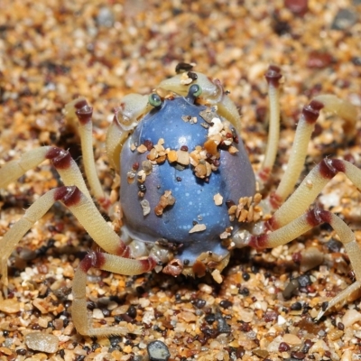 Mictyris longicarpus at Wellington Point, QLD - 20 Apr 2023 by TimL