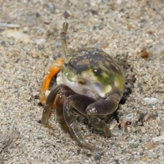 Unidentified Crab at Wellington Point, QLD - 20 Apr 2023 by TimL