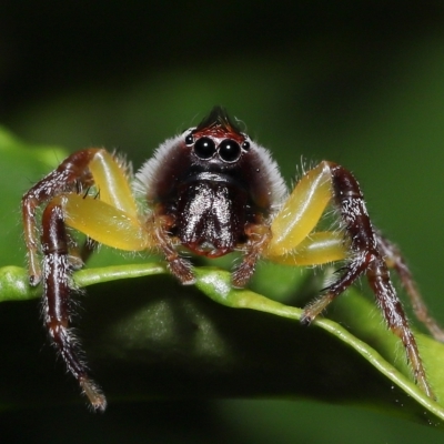 Unidentified Jumping or peacock spider (Salticidae) at Wellington Point, QLD - 20 Apr 2023 by TimL