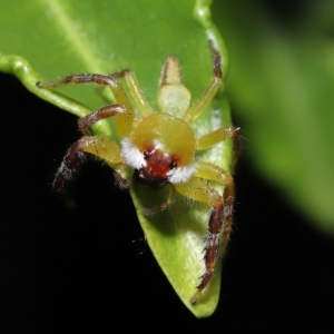 Mopsus mormon at Wellington Point, QLD - suppressed