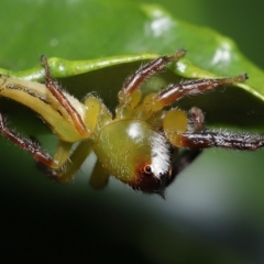 Mopsus mormon at Wellington Point, QLD - suppressed