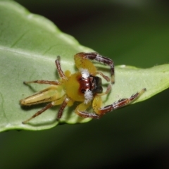 Mopsus mormon at Wellington Point, QLD - suppressed