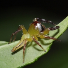 Mopsus mormon at Wellington Point, QLD - suppressed