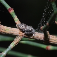 Unidentified Spider (Araneae) at Wellington Point, QLD - 20 Apr 2023 by TimL