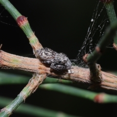 Unverified Spider at Wellington Point, QLD - 20 Apr 2023 by TimL
