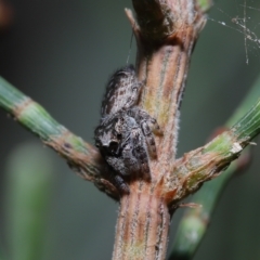 Unidentified at suppressed - 20 Apr 2023
