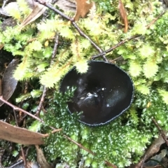 Unverified Cup or disk - with no 'eggs' at Cape Pillar, TAS - 13 Apr 2023 by MattFox